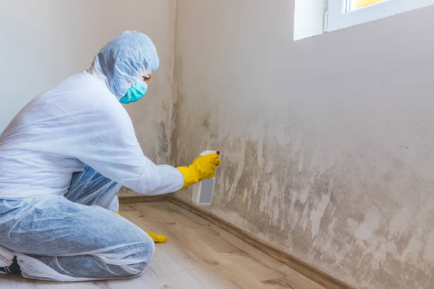 Licensed Mold Removal service in Saint Benedict, PA - WQB Mold Removal